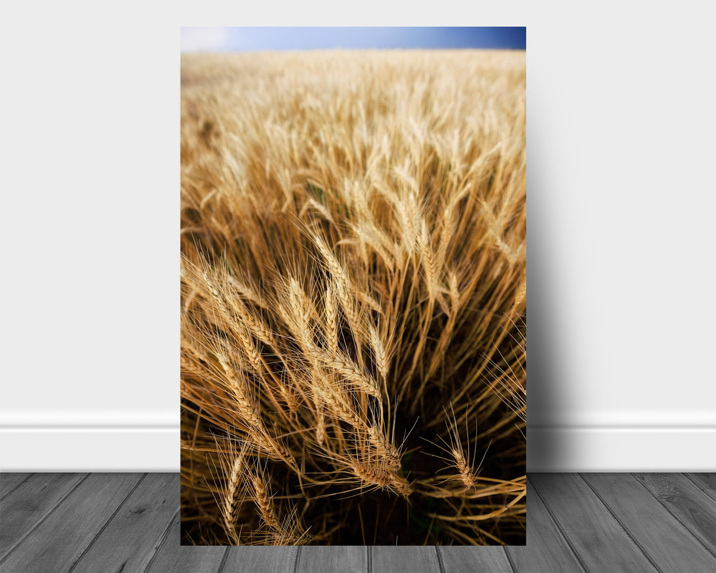 Golden Wheat Field Metal Print | Vertical Farm Photography | Country Wall Art | Oklahoma Photo | Farmhouse Decor | Ready to Hang