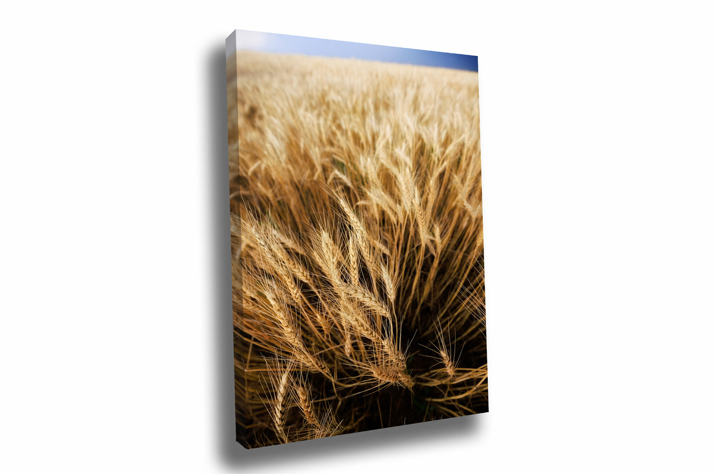 Vertical country canvas wall art of golden wheat blowing in the wind on a stormy spring day in Oklahoma by Sean Ramsey of Southern Plains Photography.