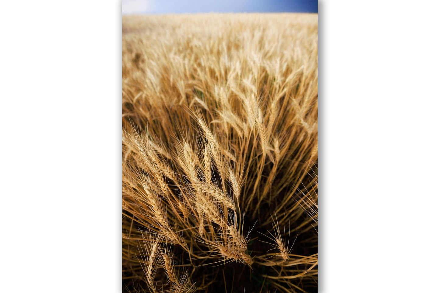 Vertical country photography print of golden wheat blowing in the wind on a stormy late spring day in Oklahoma by Sean Ramsey of Southern Plains Photography.