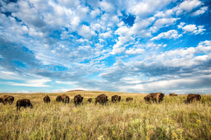 Western photography print of a buffalo herd under a big blue sky at the Tallgrass Prairie Preserve near Pawhuska, Oklahoma by Sean Ramsey of Southern Plains Photography.