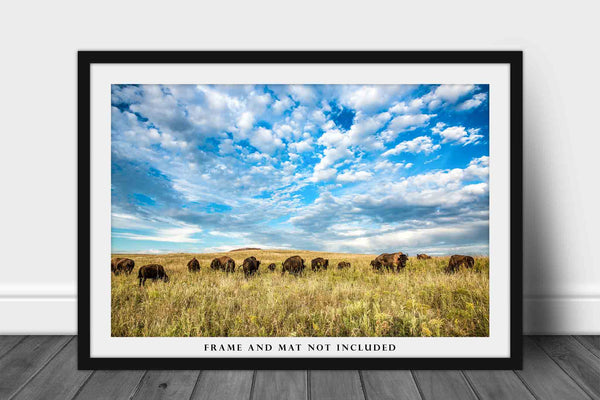 Bison Photo Print | Buffalo Herd on Tallgrass Prairie Picture | Oklahoma Wall Art | Great Plains Photography | Western Decor