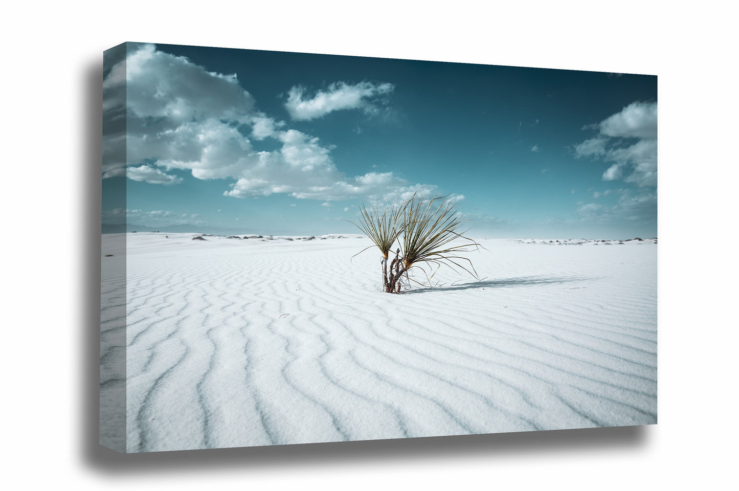 Vintage style canvas wall art of a yucca plant in the rippled sand of White Sands National Park near Alamogordo, New Mexico by Sean Ramsey of Southern Plains Photography.