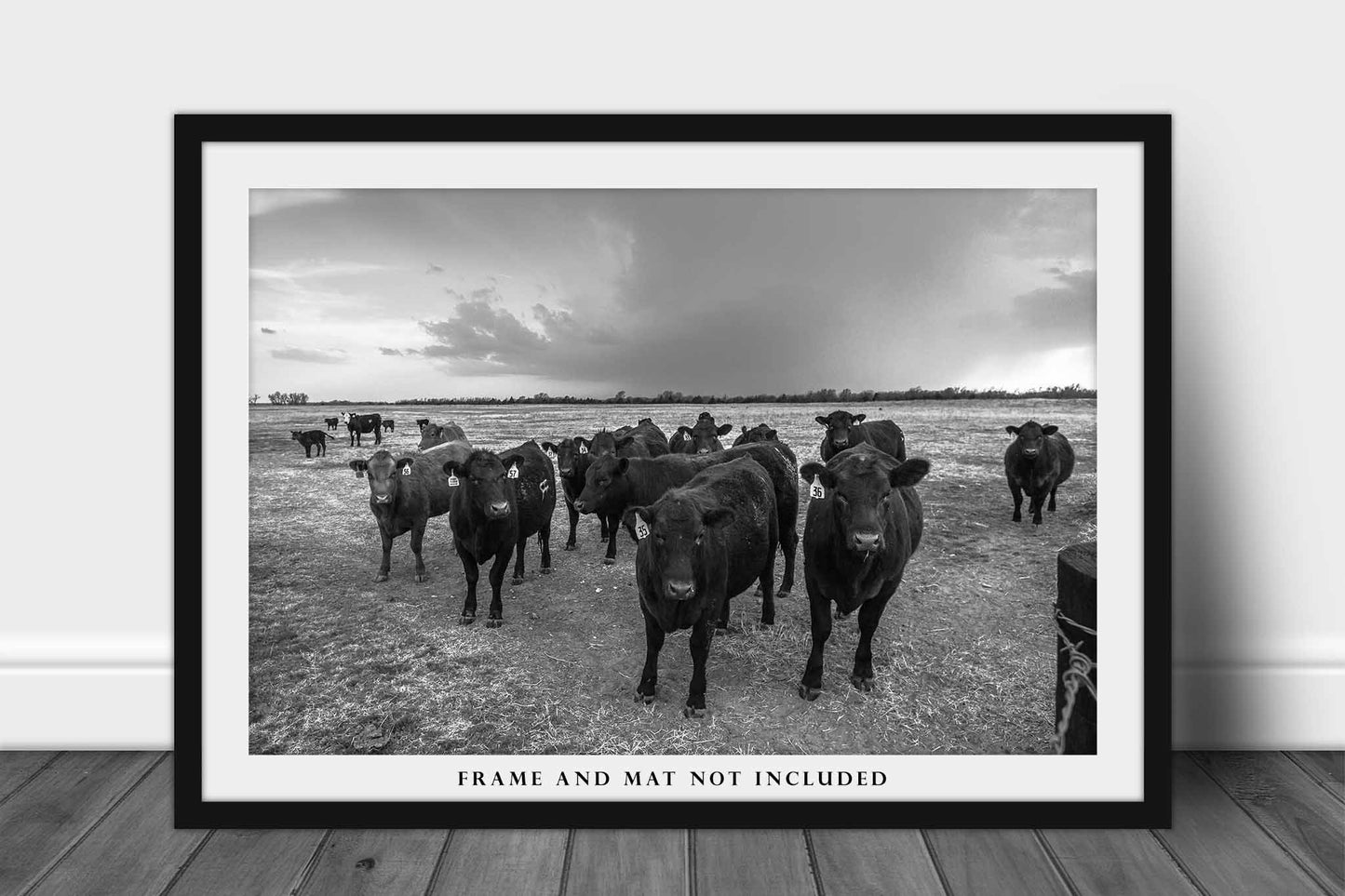 Cow Photography Print | Angus Cattle Herd Picture | Kansas Wall Art | Black and White Photo | Farmhouse Decor | Not Framed