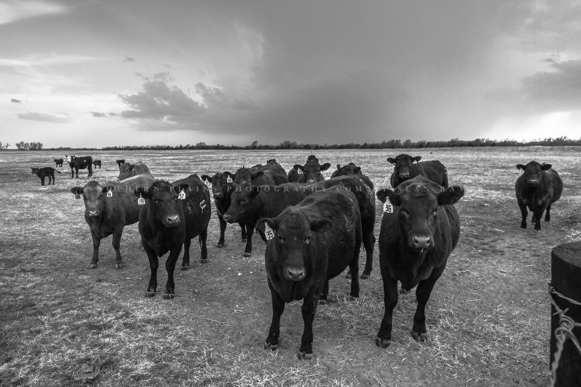 Black and white photography print of angus cows gathering as a storm brews on the horizon on a stormy spring day in Kansas by Sean Ramsey of Southern Plains Photography.