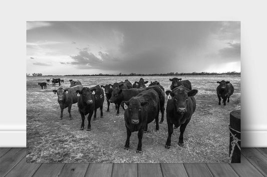 Country metal print on aluminum of a herd of angus cows gathering as a storm brews on the horizon on a spring day in Kansas in black and white by Sean Ramsey of Southern Plains Photography.