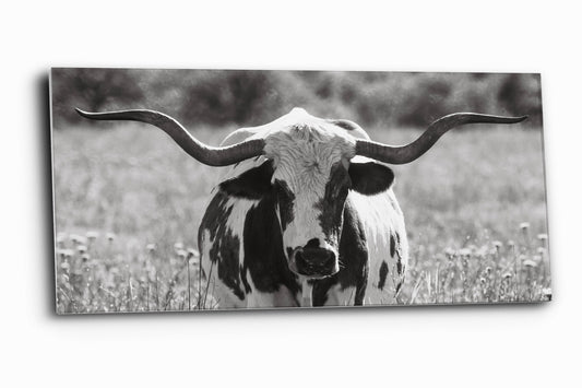 Panoramic western aluminum metal print wall art in black and white of a longhorn cow standing in tall prairie grass in the Wichita Mountains Wildlife Refuge in Oklahoma by Sean Ramsey of Southern Plains Photography.