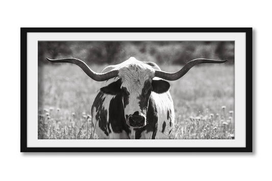 Panoramic western framed print in black and white of a longhorn cow standing in tall prairie grass in the Wichita Mountains Wildlife Refuge in Oklahoma by Sean Ramsey of Southern Plains Photography.