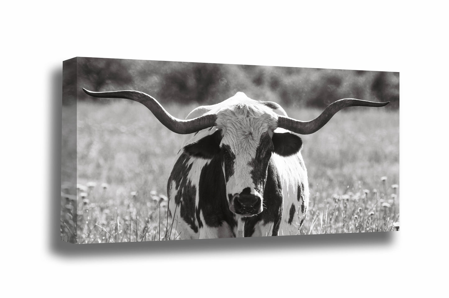 Panoramic western gallery wrapped canvas wall art in black and white of a longhorn cow standing in tall prairie grass in the Wichita Mountains Wildlife Refuge in Oklahoma by Sean Ramsey of Southern Plains Photography.
