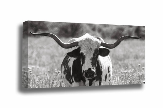 Panoramic western gallery wrapped canvas wall art in black and white of a longhorn cow standing in tall prairie grass in the Wichita Mountains Wildlife Refuge in Oklahoma by Sean Ramsey of Southern Plains Photography.