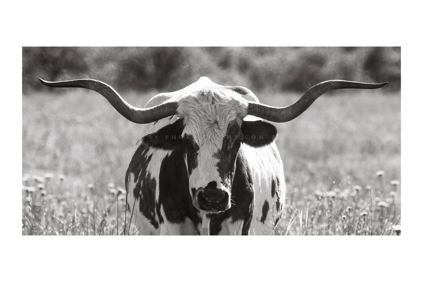 Panoramic western photography print in black and white of a longhorn cow standing in tall prairie grass in the Wichita Mountains Wildlife Refuge in Oklahoma by Sean Ramsey of Southern Plains Photography.