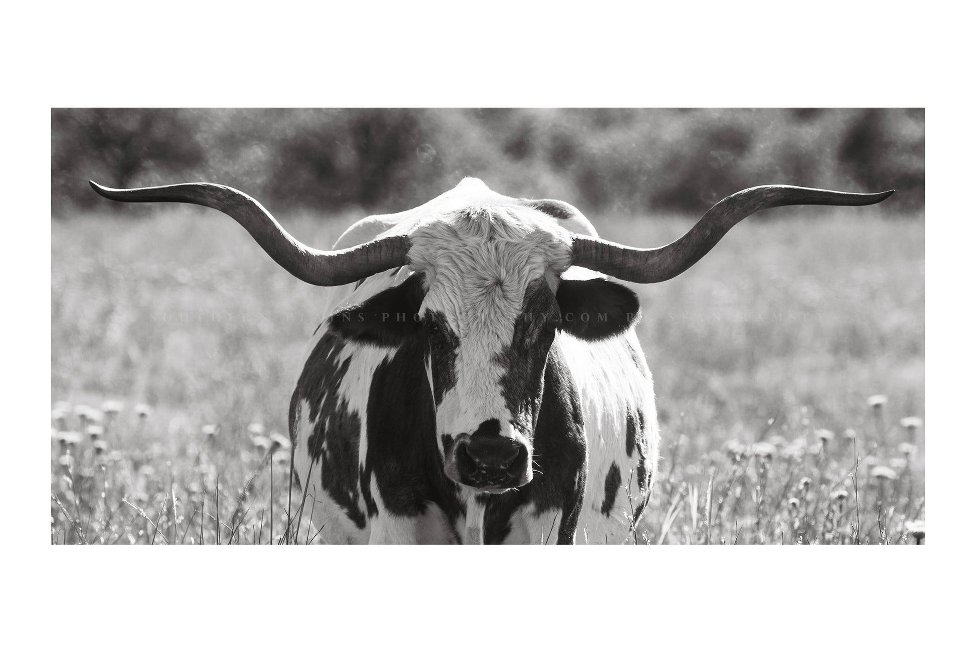 Panoramic western photography print in black and white of a longhorn cow standing in tall prairie grass in the Wichita Mountains Wildlife Refuge in Oklahoma by Sean Ramsey of Southern Plains Photography.