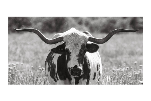Panoramic western photography print in black and white of a longhorn cow standing in tall prairie grass in the Wichita Mountains Wildlife Refuge in Oklahoma by Sean Ramsey of Southern Plains Photography.