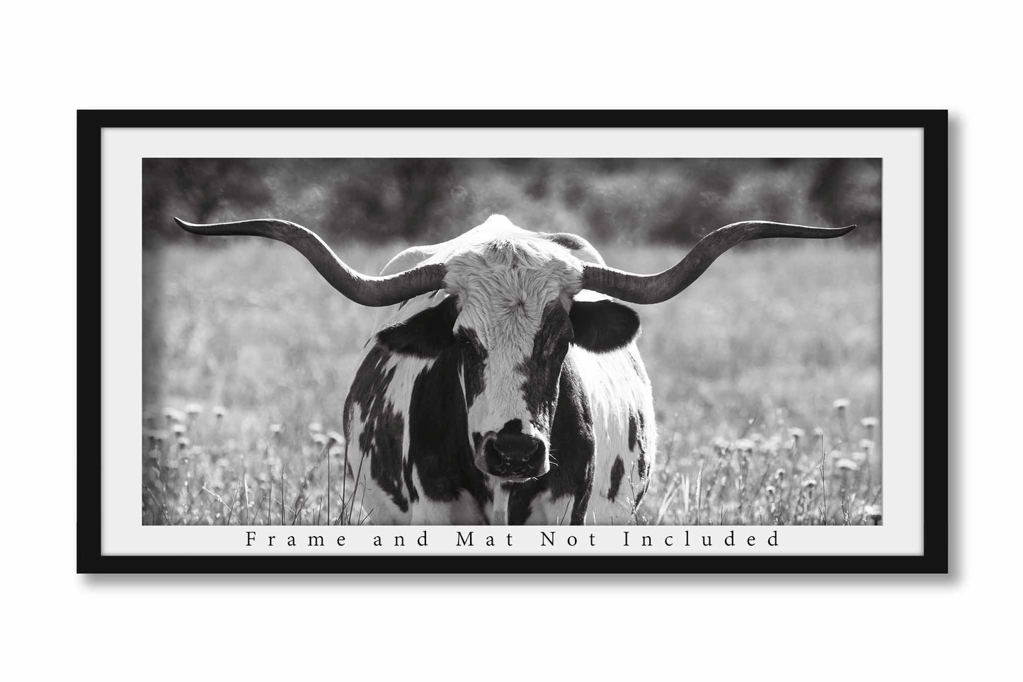 Longhorn Cow Photography Print | Black and White Panoramic Picture | Wichita Mountains Wall Art | Oklahoma Photo | Western Decor | Not Framed