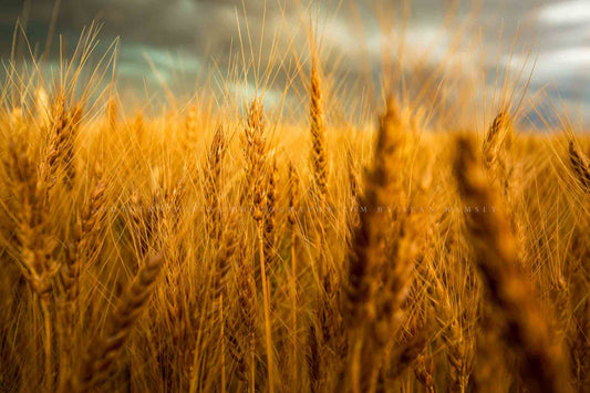 Country photography print of golden wheat ready for harvest on a late spring day on the plains of Colorado by Sean Ramsey of Southern Plains Photography.