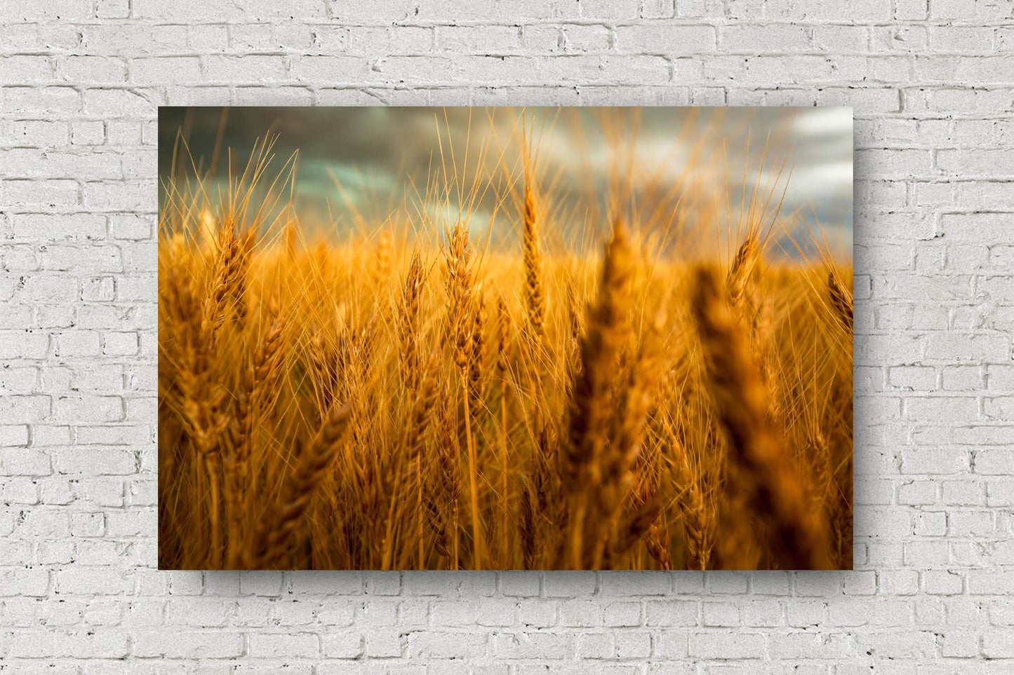 Farm metal print of golden wheat stalks ready for harvest on a late spring day in Colorado by Sean Ramsey of Southern Plains Photography.