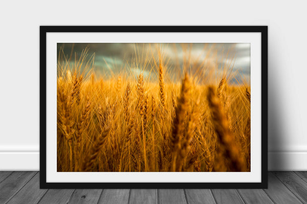 Framed farm photography print of golden wheat stalks ready for harvest on a stormy spring day on the plains of Colorado by Sean Ramsey of Southern Plains Photography.