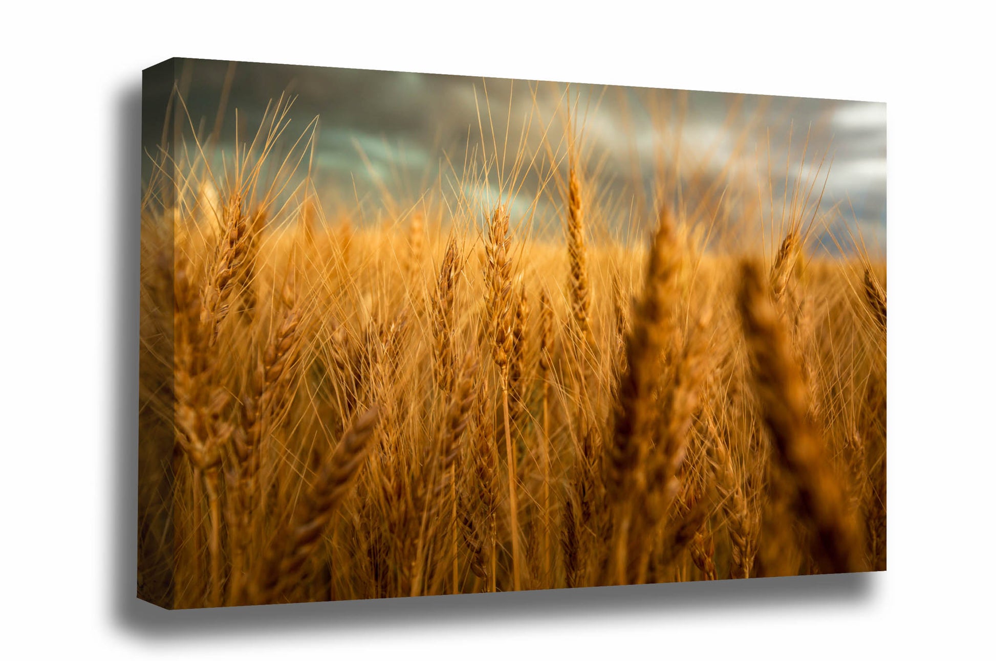 Farm canvas wall art of golden wheat stalks ready to harvest on a late spring day in Colorado by Sean Ramsey of Southern Plains Photography.