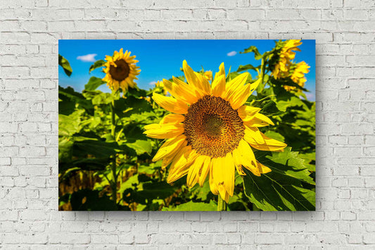 Botanical metal print om aluminum of a large yellow sunflower in a sunflower field on a late summer day in Kansas by Sean Ramsey of Southern Plains Photography.
