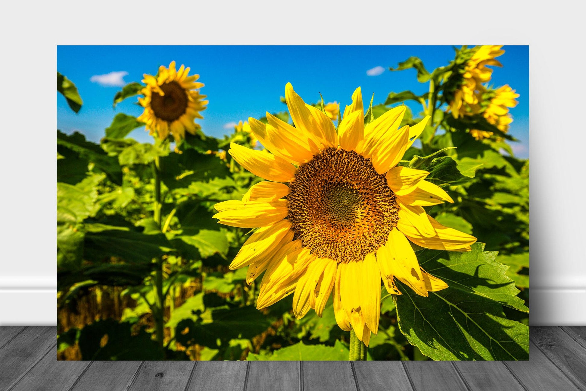 Botanical metal print om aluminum of a large yellow sunflower in a sunflower field on a late summer day in Kansas by Sean Ramsey of Southern Plains Photography.