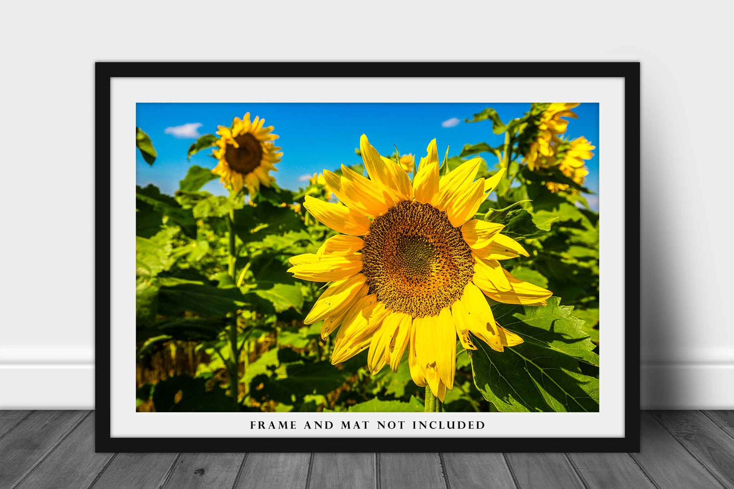 Farm Photography Print - Picture of Large Sunflower in Field on Autumn Day in Kansas - Country Farmhouse Wall Art Photo Artwork Decor