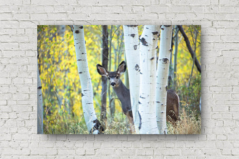 Wildlife metal print of an adolescent mule deer hiding behind Aspen trees on an autumn day at the Maroon Bells in Colorado by Sean Ramsey of Southern Plains Photography.