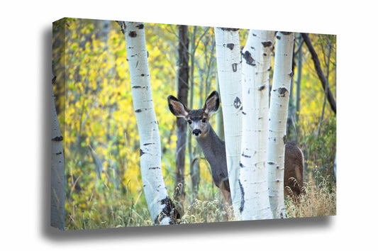 Wildlife canvas wall art of an adolescent mule deer hiding behind aspen trees on an autumn day at the Maroon Bells in Colorado by Sean Ramsey of Southern Plains Photography.