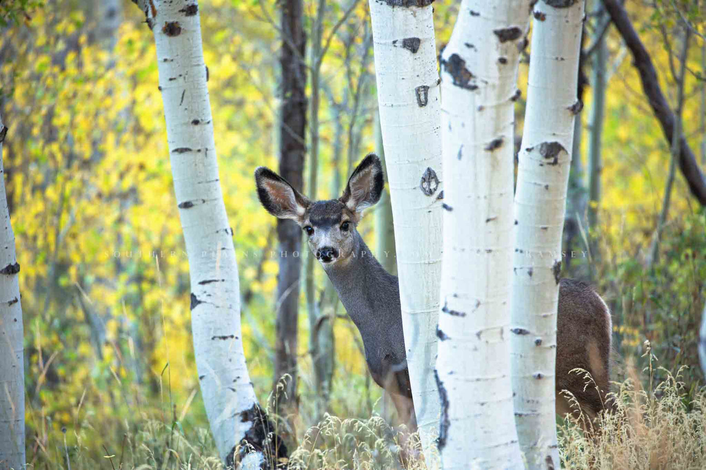 Wildlife photography print of an adolescent mule deer hiding among aspen trees on an autumn day at the Maroon Bells in Colorado by Sean Ramsey of Southern Plains Photography.