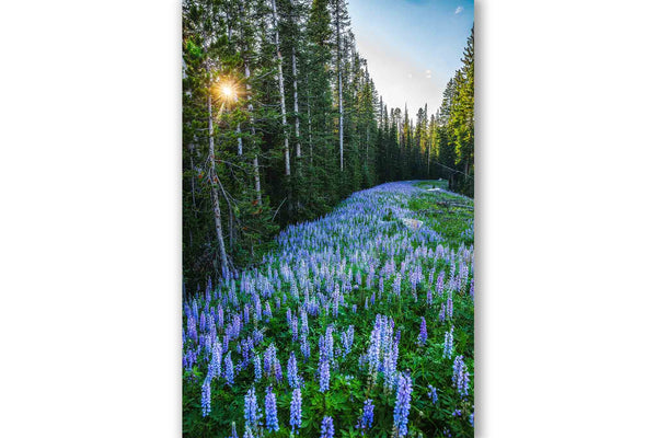 Vertical Rocky Mountain photography print of purple lupine wildflowers covering the forest floor as the sun twinkles through pine trees on a summer evening in the Beartooth Mountains of Montana by Sean Ramsey of Southern Plains Photography.