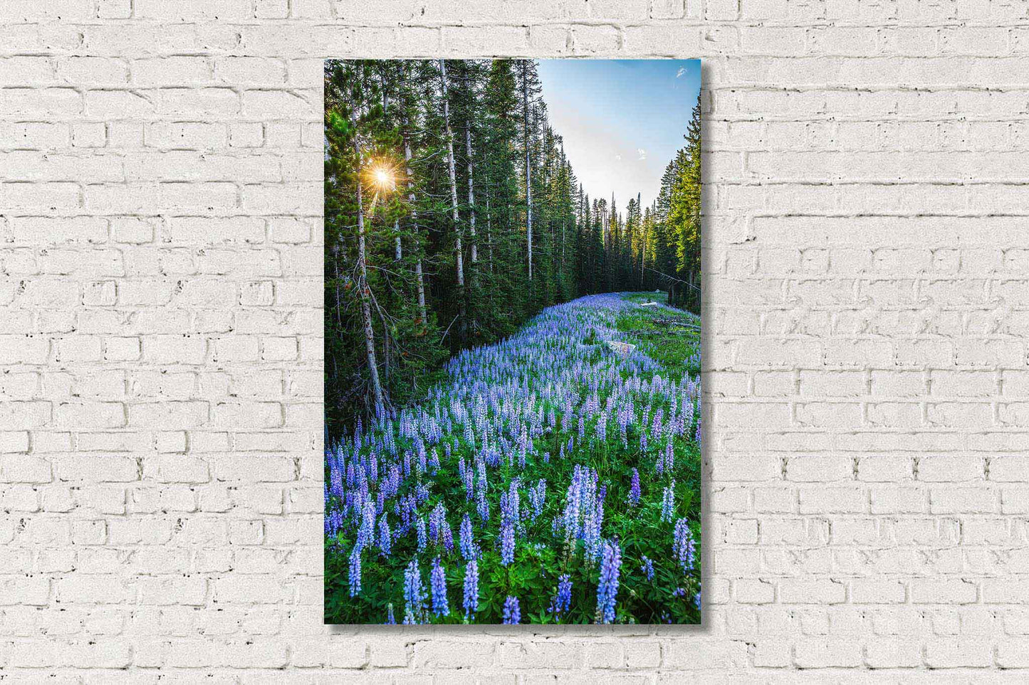 Rocky Mountains metal print of purple lupine wildflowers covering the forest floor as the sun twinkles through pine trees on a summer day in Montana by Sean Ramsey of Southern Plains Photography.