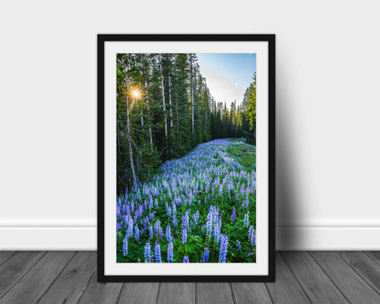 Vertical framed Rocky Mountain print with optional mat of purple lupine wildflowers covering the forest floor as the sun twinkles through pine trees on a summer evening in Montana by Sean Ramsey of Southern Plains Photography.