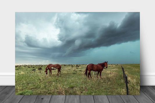 Western aluminum metal print wall art of horses going about their business as a powerful storm approaches on the plains of Colorado by Sean Ramsey of Southern Plains Photography.