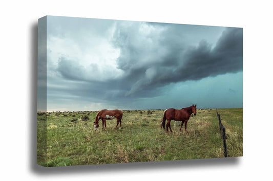 Western gallery wrapped canvas wall art of horses going about their business as a powerful storm approaches on the plains of Colorado by Sean Ramsey of Southern Plains Photography.