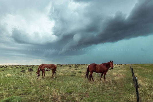 Western photography print of horses going about their business as a powerful storm approaches on the plains of Colorado by Sean Ramsey of Southern Plains Photography.