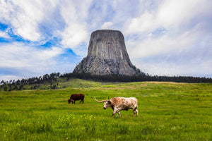 Western photography print of longhorn cattle crossing a field at the base of Devils Tower on a summer day in the Black Hills of Wyoming by Sean Ramsey of Southern Plains Photography.