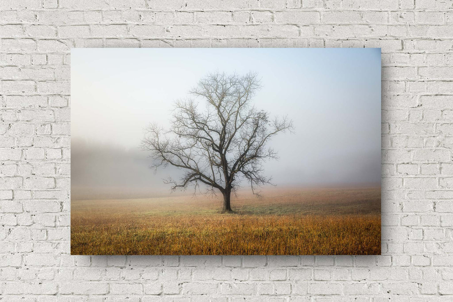 Nature metal print of a lone leafless tree shrouded in fog on an autumn morning along Cades Cove Loop in the Great Smoky Mountains of Tennessee by Sean Ramsey of Southern Plains Photography.