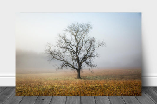 Nature metal print of a lone leafless tree shrouded in fog on an autumn morning along Cades Cove Loop in the Great Smoky Mountains of Tennessee by Sean Ramsey of Southern Plains Photography.