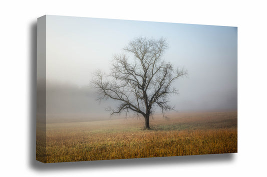 Nature canvas wall art of a leafless lone tree shrouded in fog on an autumn morning along Cades Cove Loop in the Great Smoky Mountains of Tennessee by Sean Ramsey of Southern Plains Photography.
