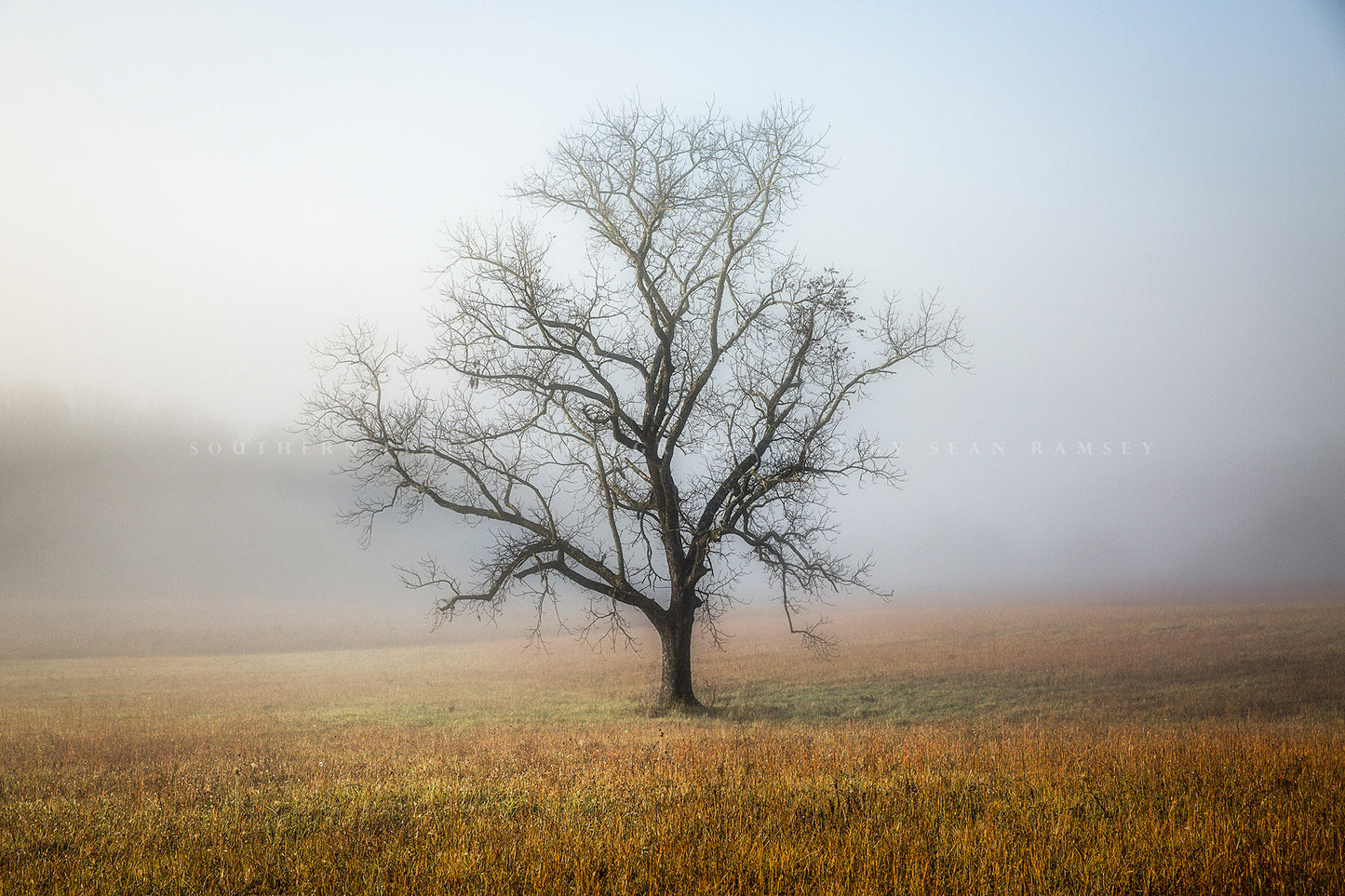Nature photography print of a lone leafless tree shrouded in fog on an autumn morning along Cades Cove Loop in the Great Smoky Mountains of Tennessee by Sean Ramsey of Southern Plains Photography.