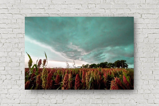 Farm metal print wall art on aluminum of a colorful maize field under an advancing thunderstorm on a stormy summer day in Oklahoma by Sean Ramsey of Southern Plains Photography.