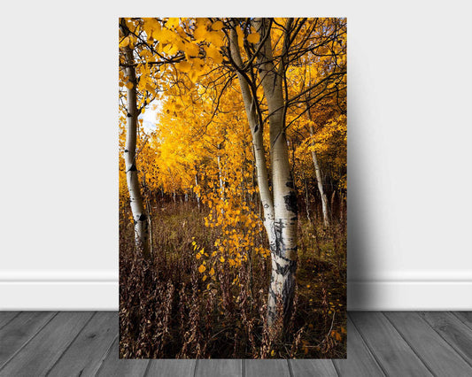 Vertical nature metal print wall art on aluminum of golden aspen trees on an autumn day in Bridger-Teton National Forest near Grand Teton National Park, Wyoming by Sean Ramsey of Southern Plains Photography.