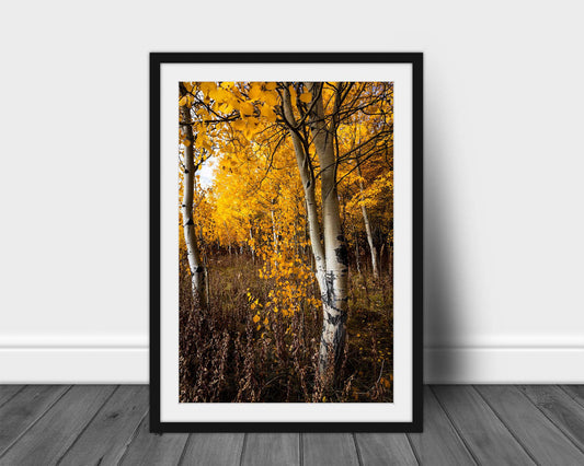 Vertical framed and matted print of golden aspen trees on an autumn day in Bridger-Teton National Forest near Grand Teton National Park, Wyoming by Sean Ramsey of Southern Plains Photography.