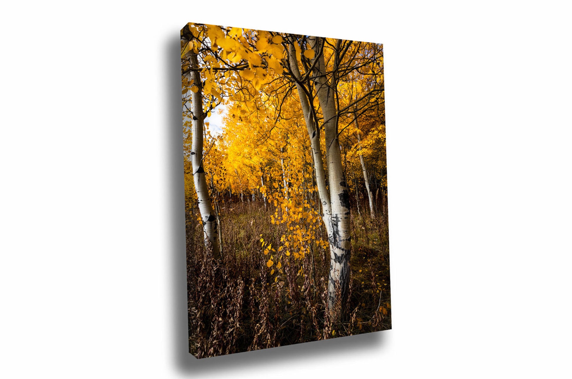 Vertical Rocky Mountain canvas wall art of aspen trees on an autumn day in Bridger-Teton National Forest near Grand Teton National Park, Wyoming by Sean Ramsey of Southern Plains Photography.