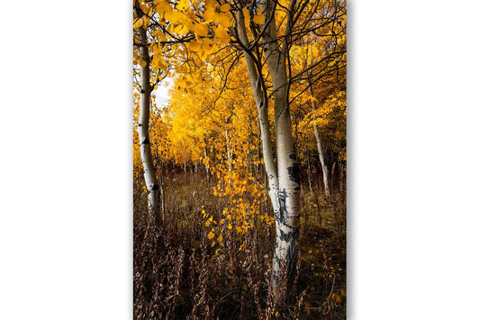 Vertical nature photography print of golden aspen trees with the glow of autumn on a fall day in Bridger-Teton National Forest near Grand Teton National Park, Wyoming by Sean Ramsey of Southern Plains Photography.