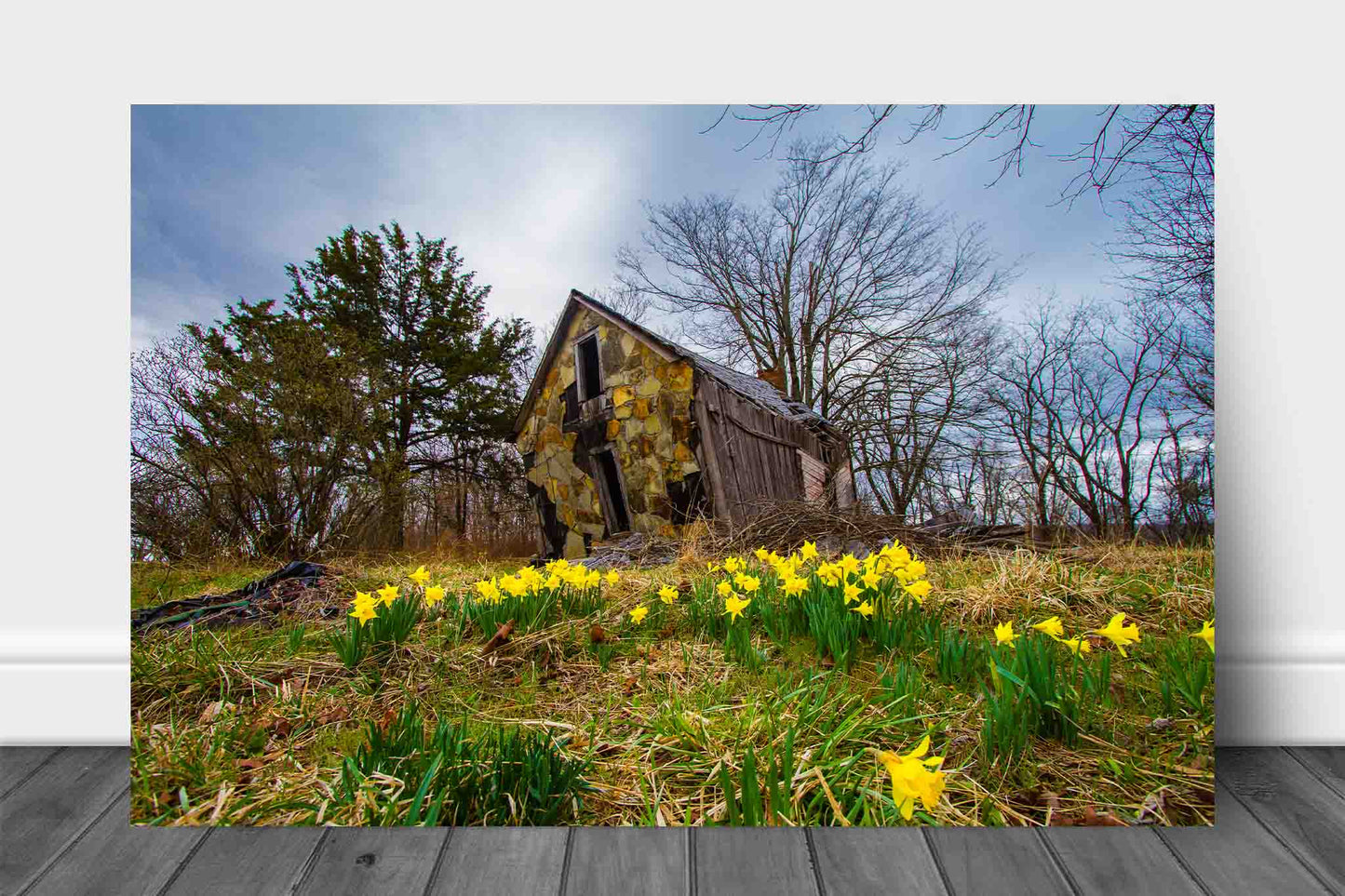 Country aluminum metal print wall art of jonquil daffodils surrounding a dilapidated old barn on a spring day near Devils Den State Park in Arkansas by Sean Ramsey of Southern Plains Photography.