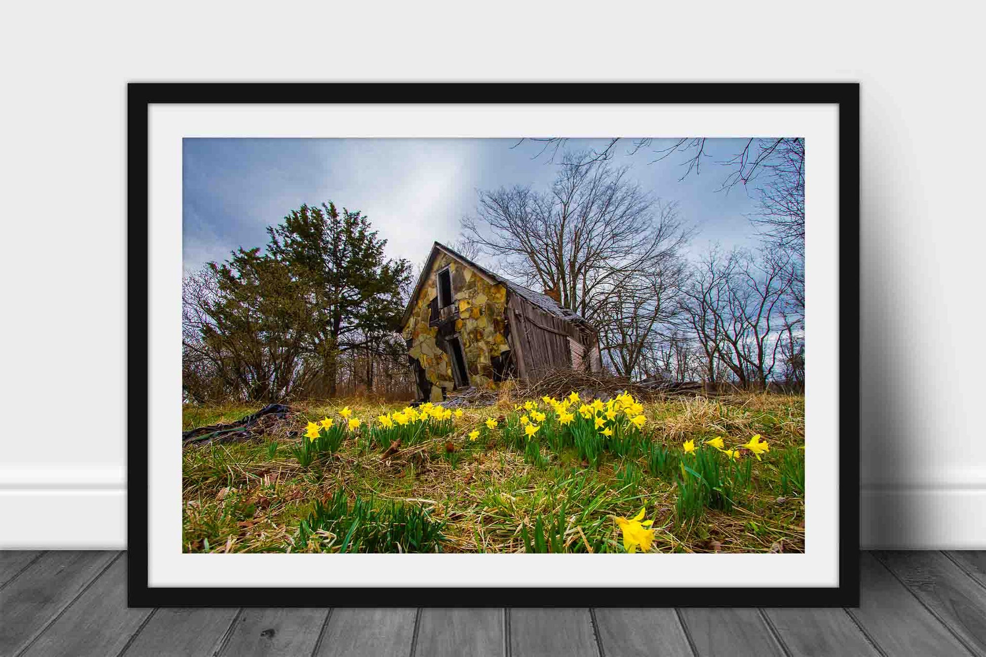Framed country print of jonquil daffodils surrounding a dilapidated old barn on a spring day near Devils Den State Park in Arkansas by Sean Ramsey of Southern Plains Photography.