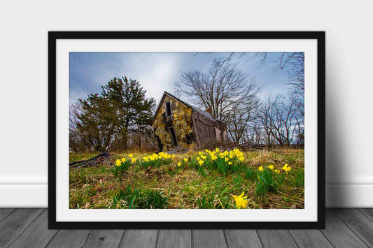 Framed country print of jonquil daffodils surrounding a dilapidated old barn on a spring day near Devils Den State Park in Arkansas by Sean Ramsey of Southern Plains Photography.