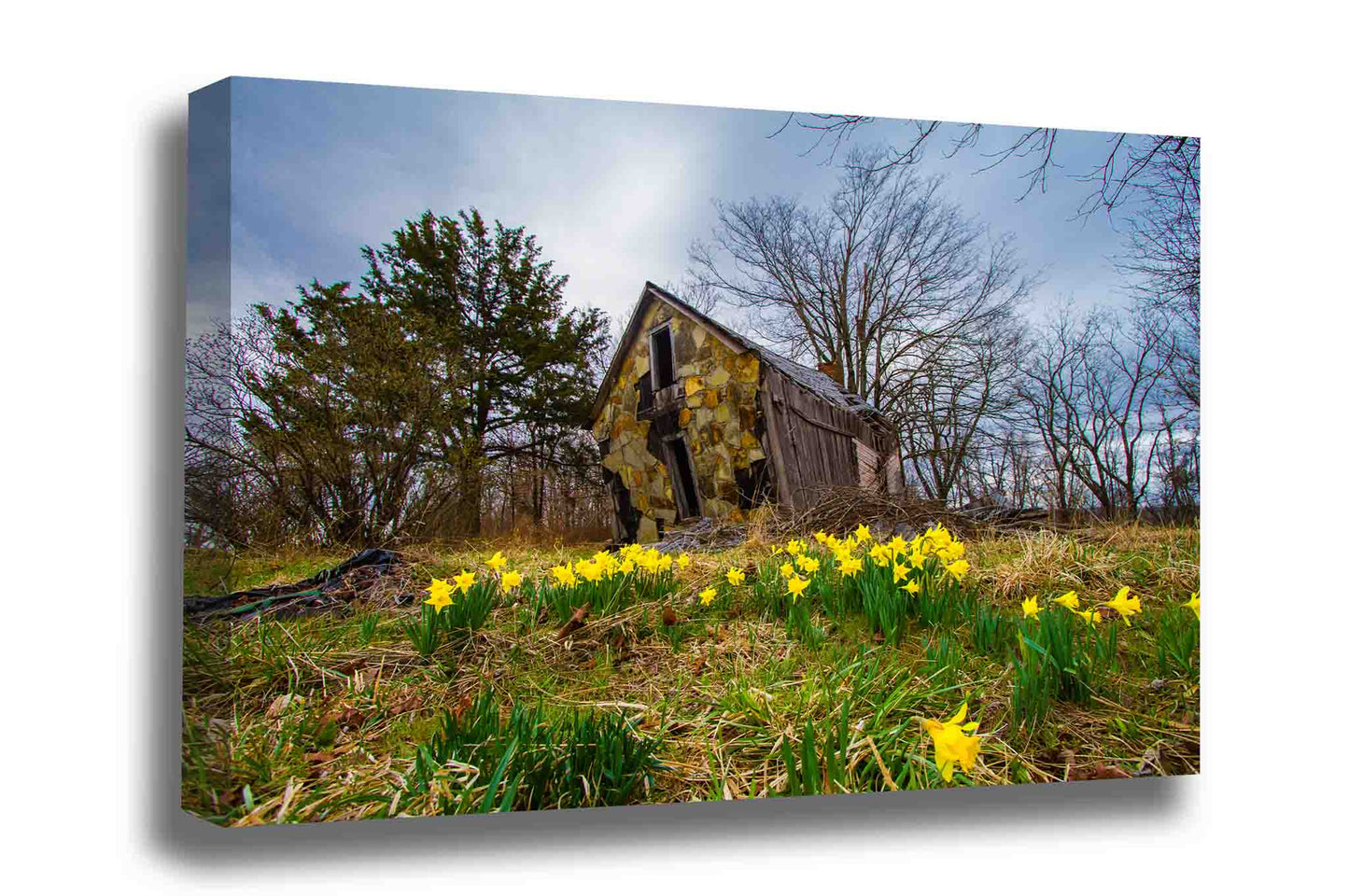 Country gallery wrapped canvas wall art of jonquil daffodils surrounding a dilapidated old barn on a spring day near Devils Den State Park in Arkansas by Sean Ramsey of Southern Plains Photography.