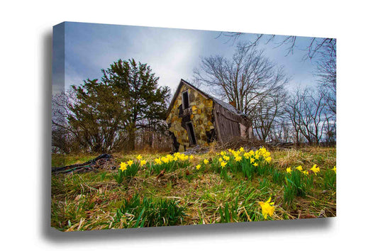 Country gallery wrapped canvas wall art of jonquil daffodils surrounding a dilapidated old barn on a spring day near Devils Den State Park in Arkansas by Sean Ramsey of Southern Plains Photography.