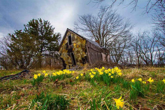 Country photography print of jonquil daffodils surrounding a dilapidated old barn on a spring day near Devils Den State Park in Arkansas by Sean Ramsey of Southern Plains Photography.