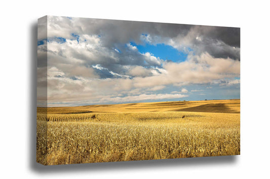 Midwestern canvas wall art of golden terraced corn fields under a fair sky on an autumn day in Iowa by Sean Ramsey of Southern Plains Photography.